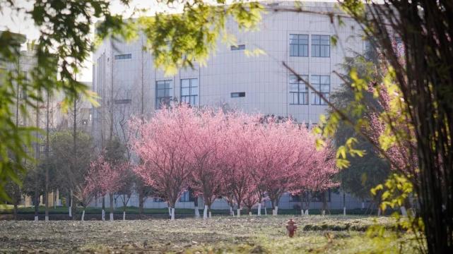 雷竞技RAYBET·(中国)官方网站电子科技大学王牌专业是什么？国家级专业有哪些(图2)